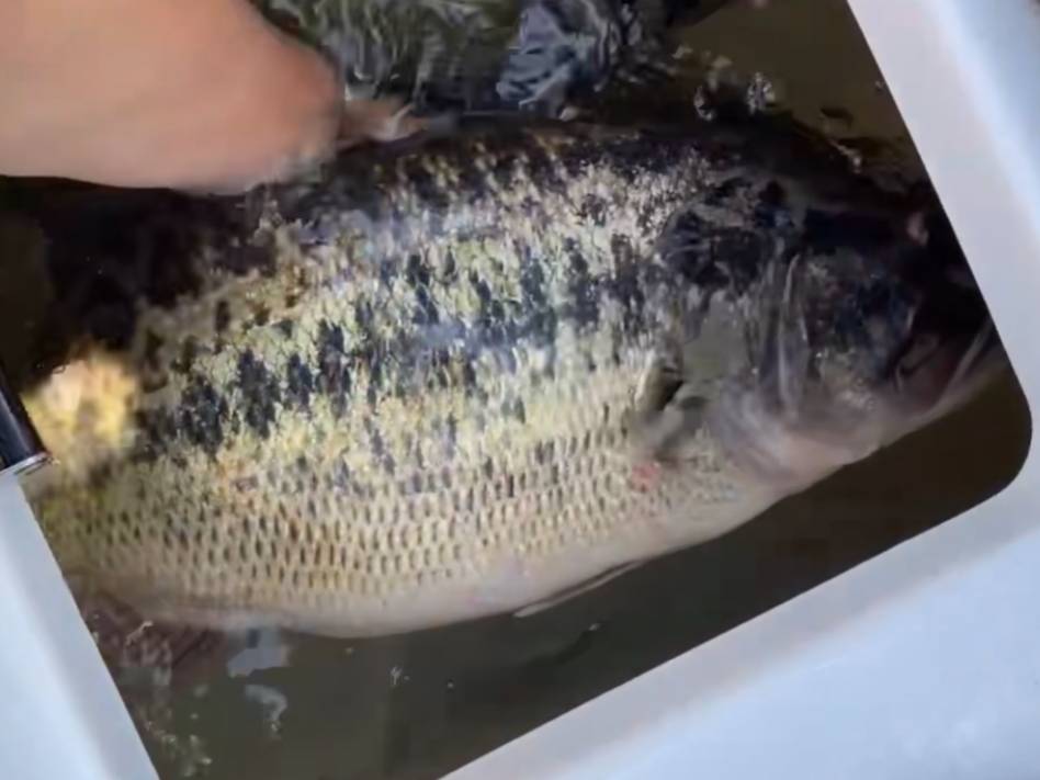 Kyle Hall fishing report for Possum Kingdom Lake in Texas