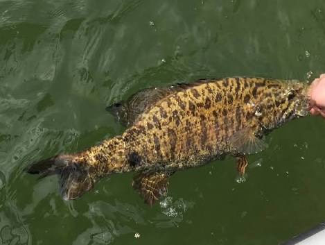 Joe Grafeman fishing report for Dale Hollow Lake in 