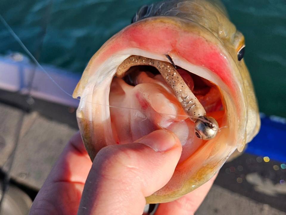 Destin DeMarion fishing report for Lake Erie in Pennsylvania