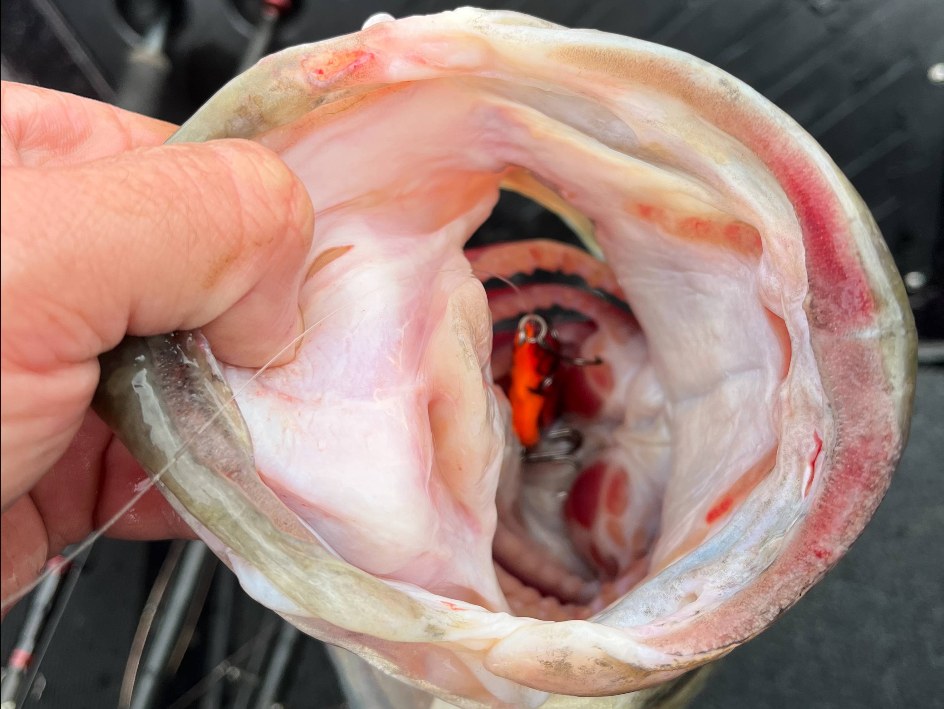 Cole Sands fishing report for Chickamauga Lake in Tennessee