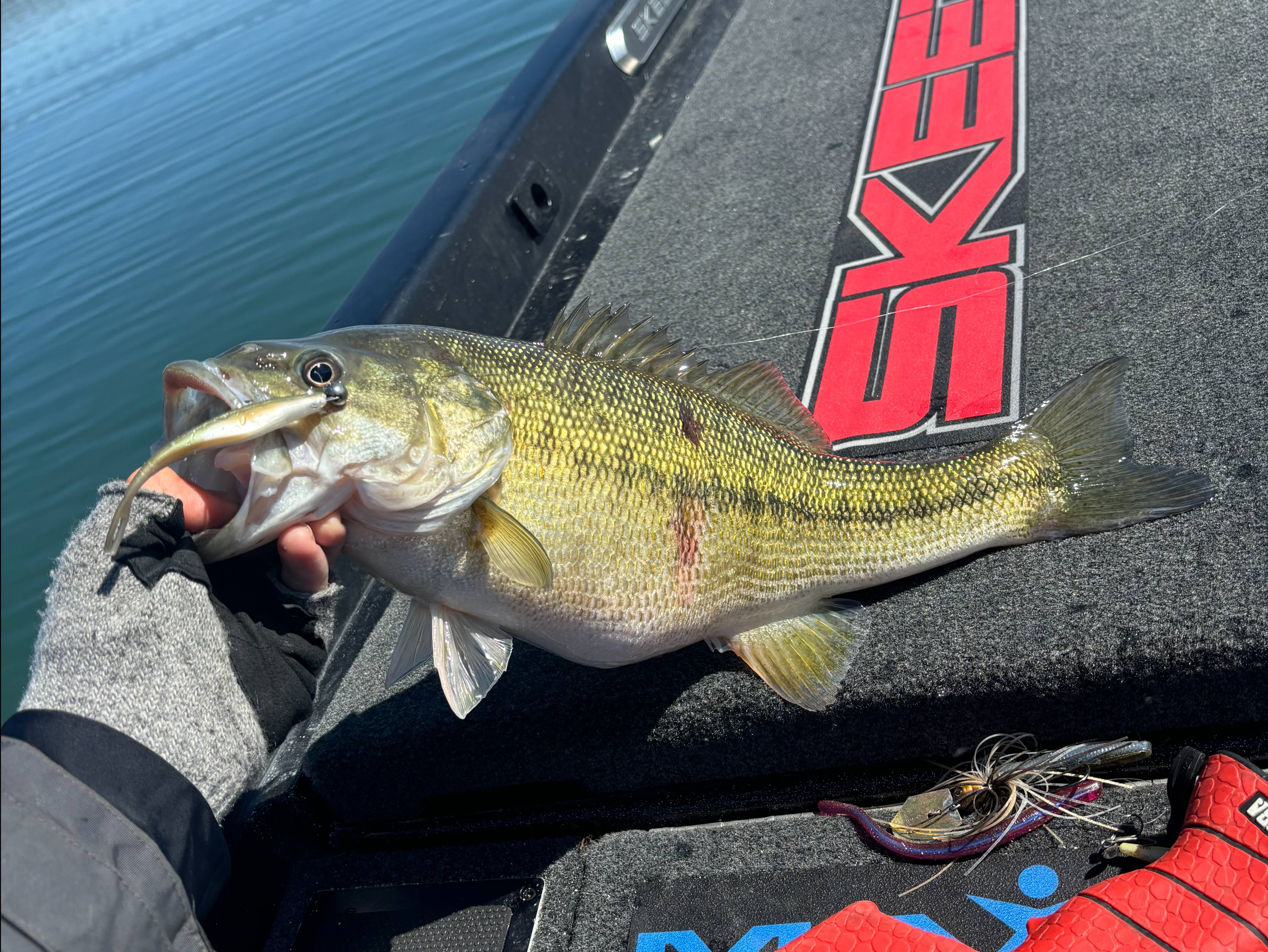 Cole Sands fishing report for Hartwell Lake in South Carolina