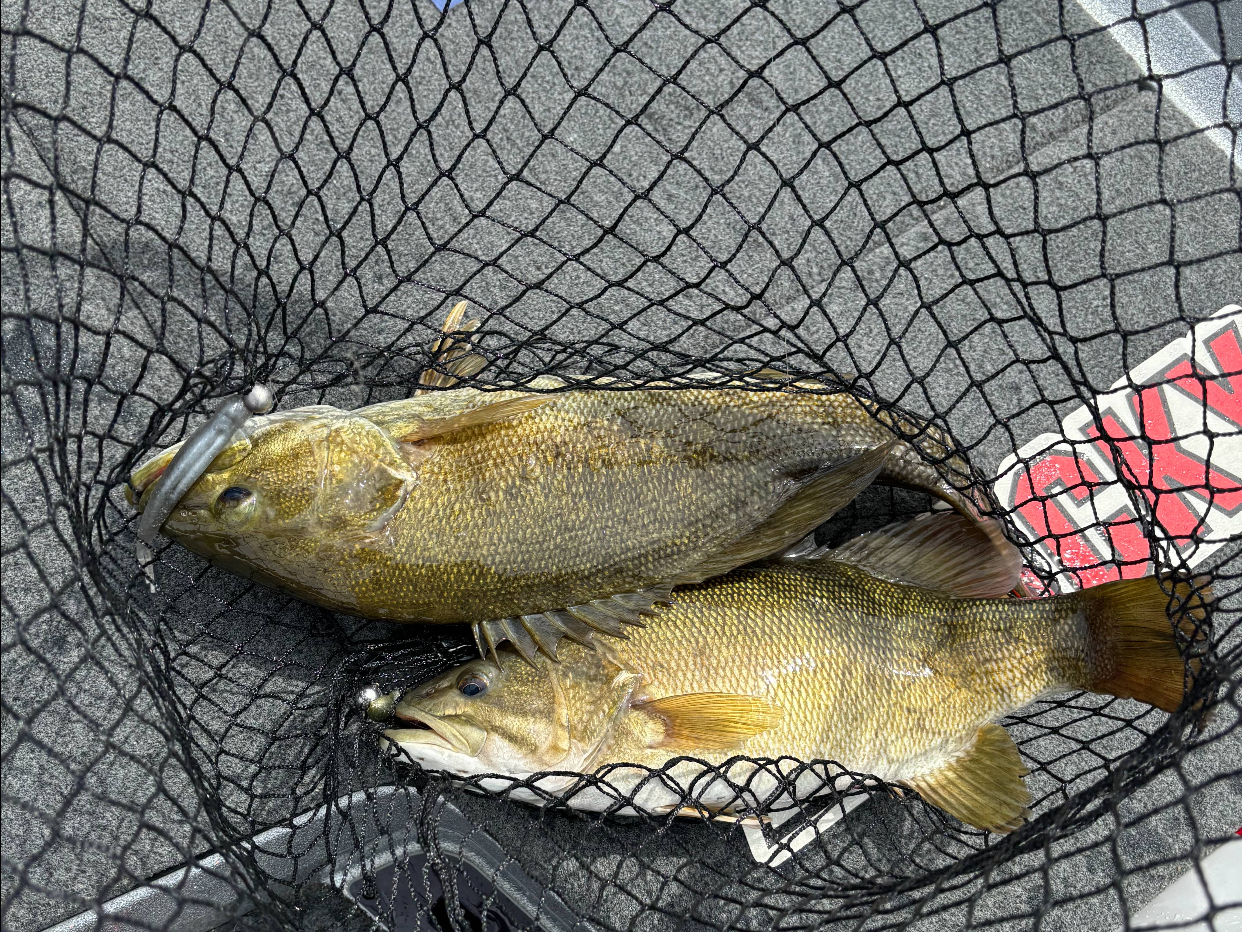 Cole Sands fishing report for Norris Lake in Tennessee