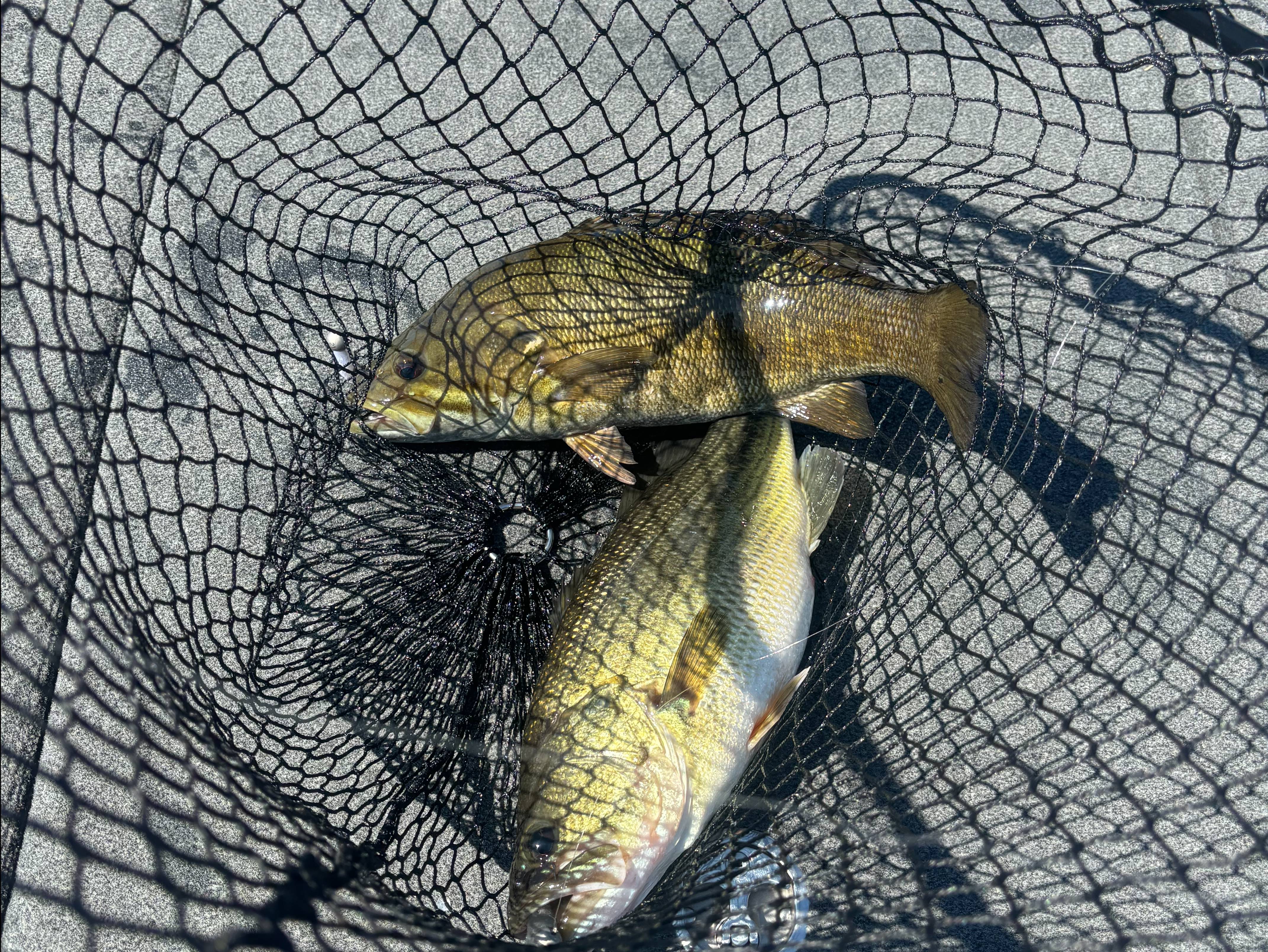 Cole Sands fishing report for South Holston Lake in 