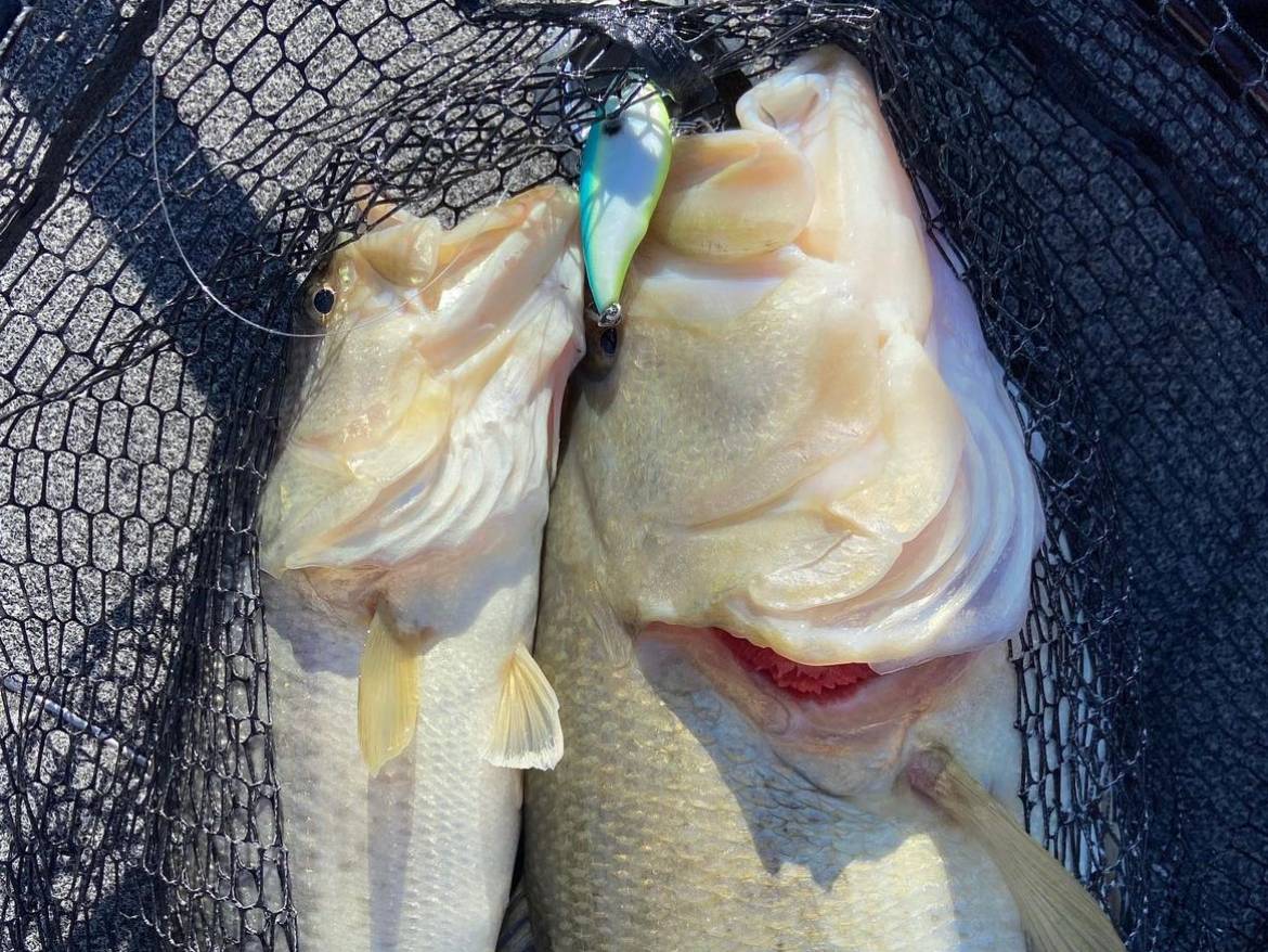 Cole Sands fishing report for Chickamauga Lake in Tennessee