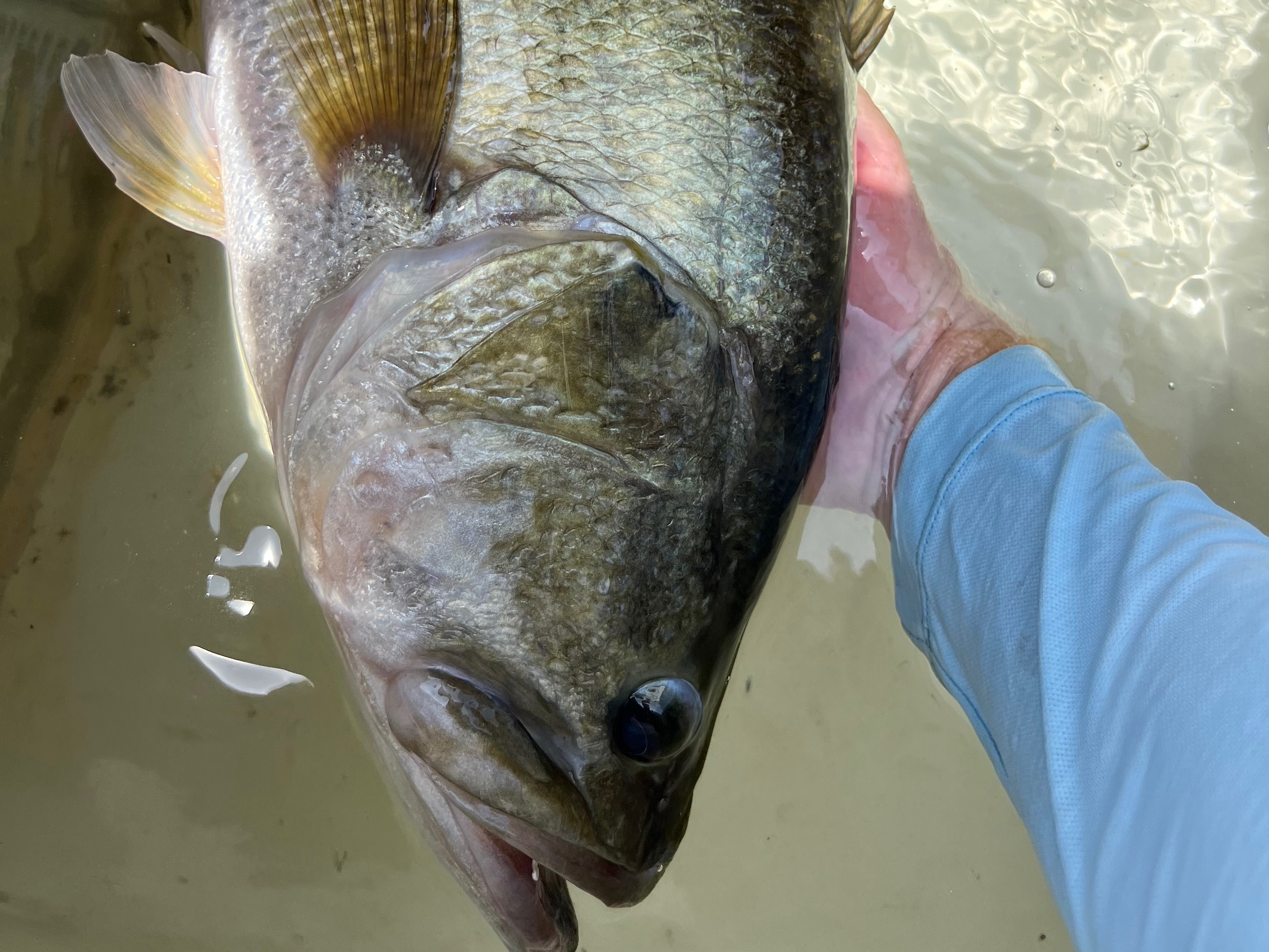 Carson Conklin fishing report for Lake Austin in Texas