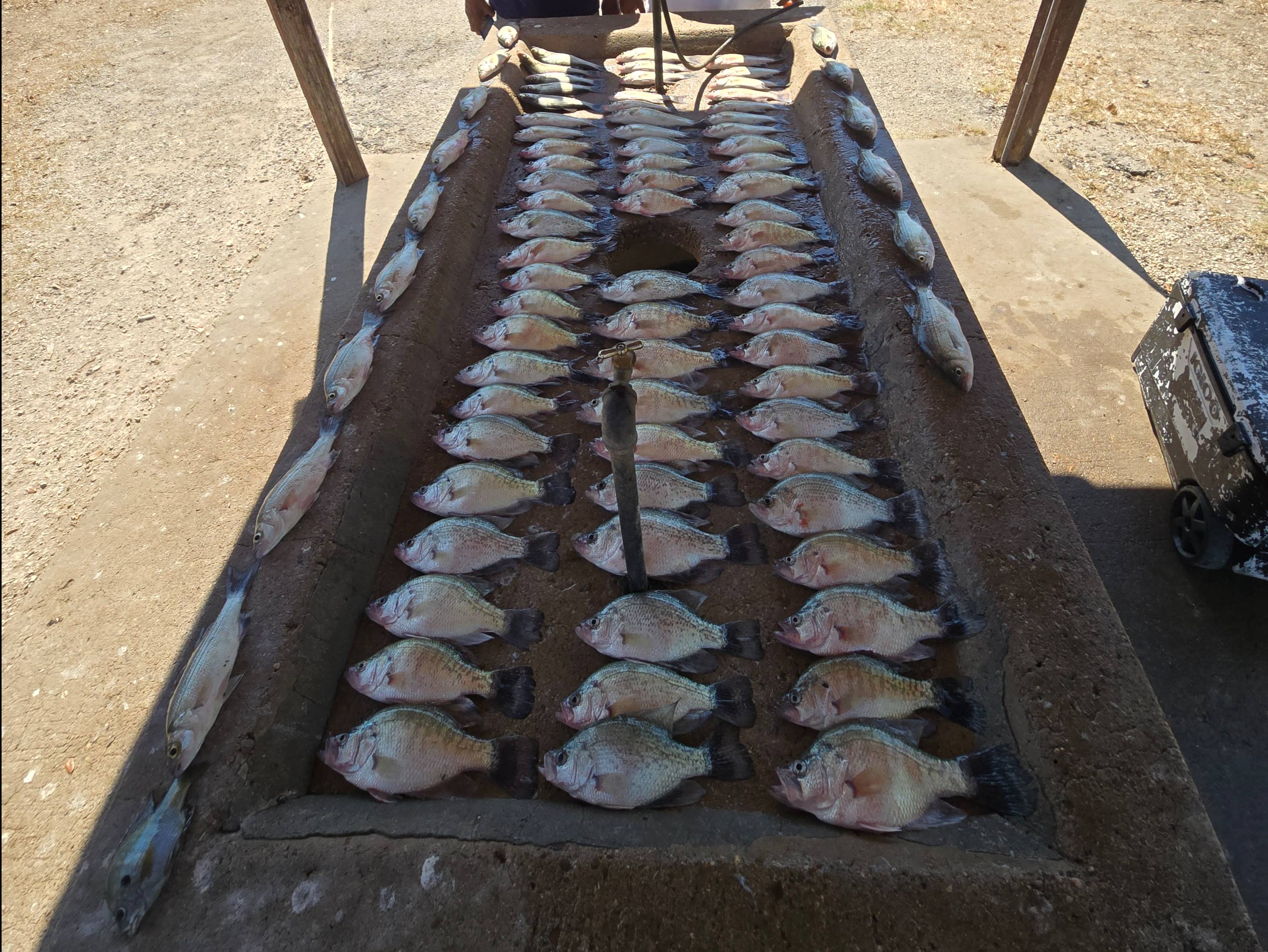 Clendon Taylor fishing report for Choke Canyon Reservoir in Texas