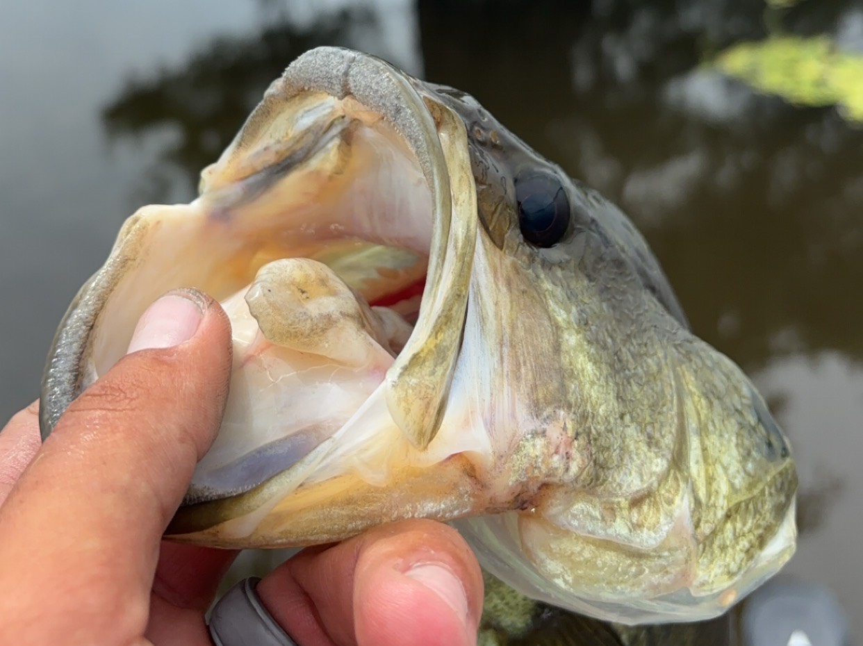Cody Ross fishing report for Caddo Lake State Park in Texas