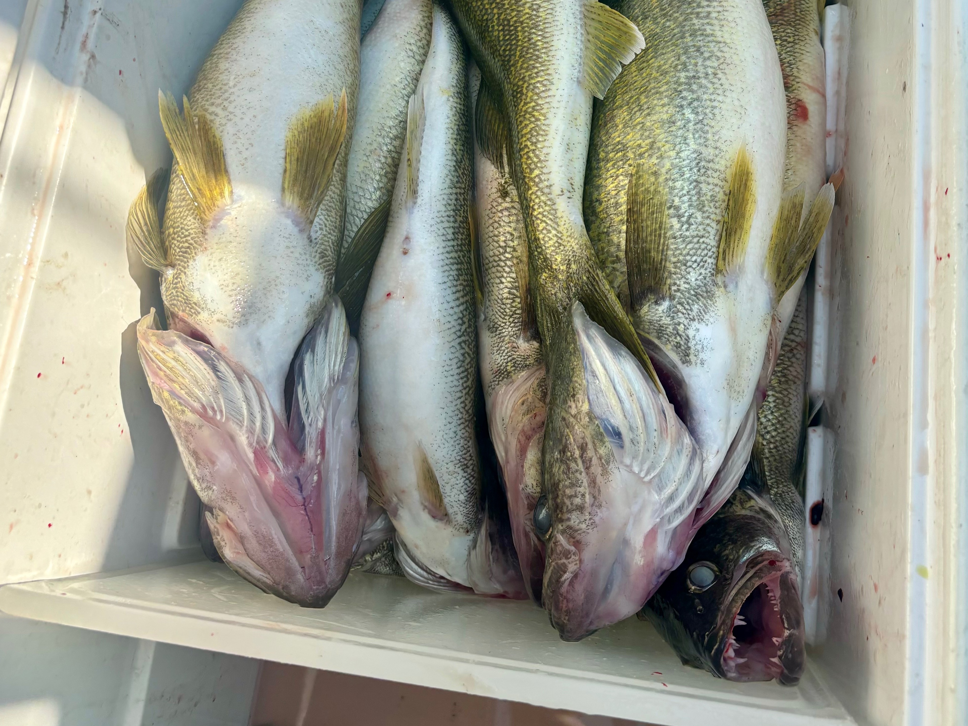 Kevin Linza fishing report for Pennsylvania