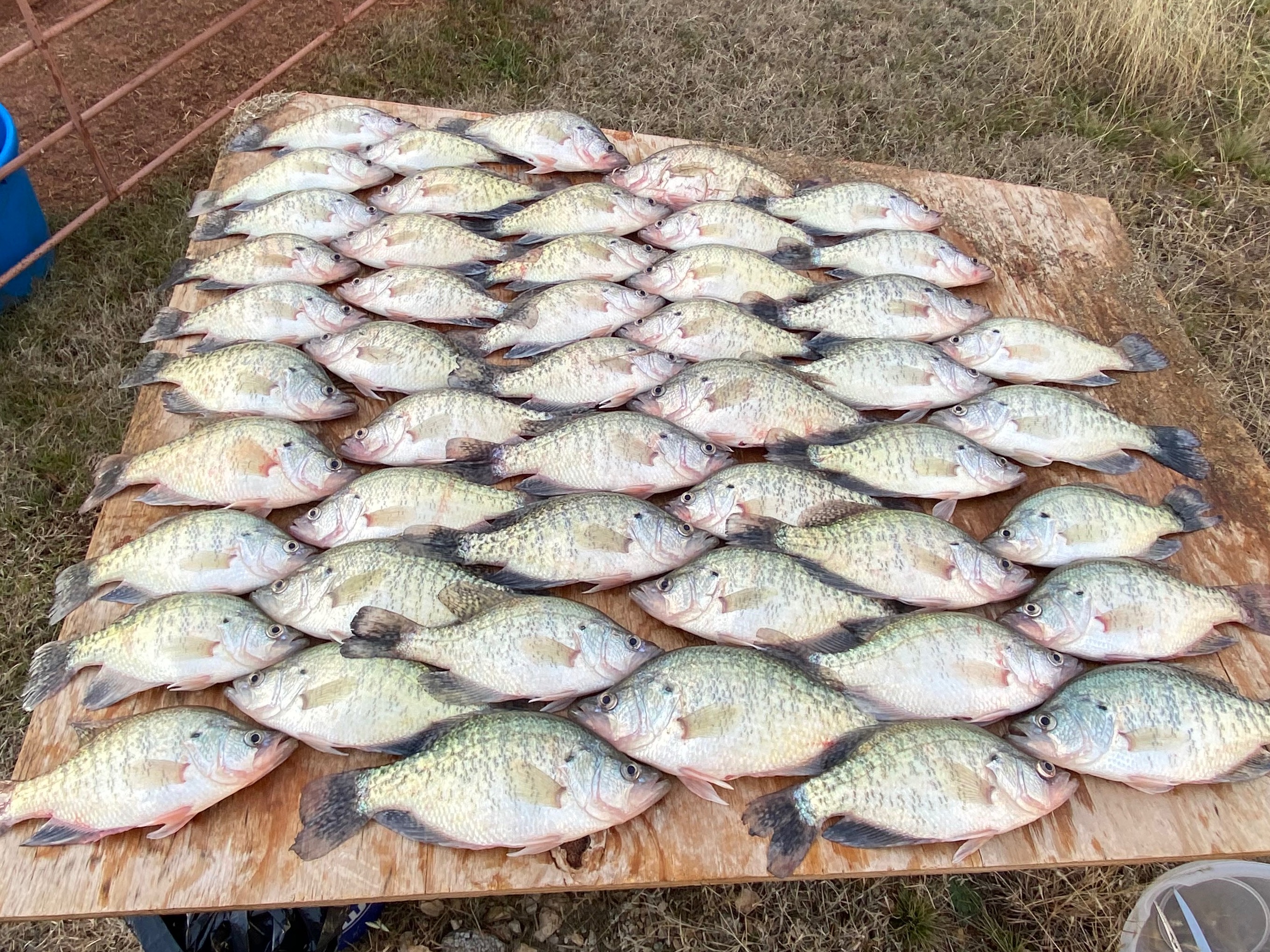 Austin Pemberton fishing report for O.H. Ivie Lake in Texas