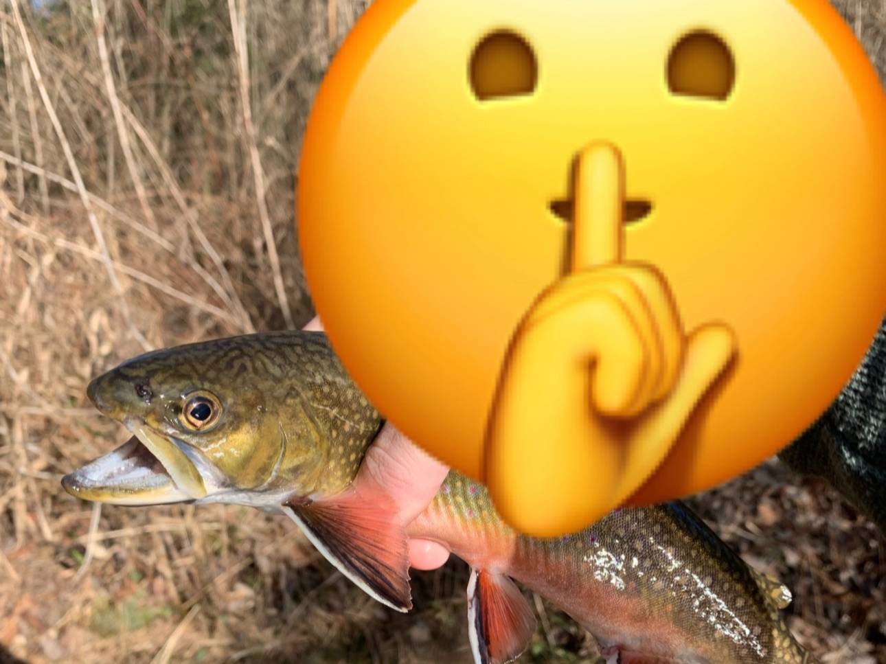 Chase Garrison fishing report for undefined