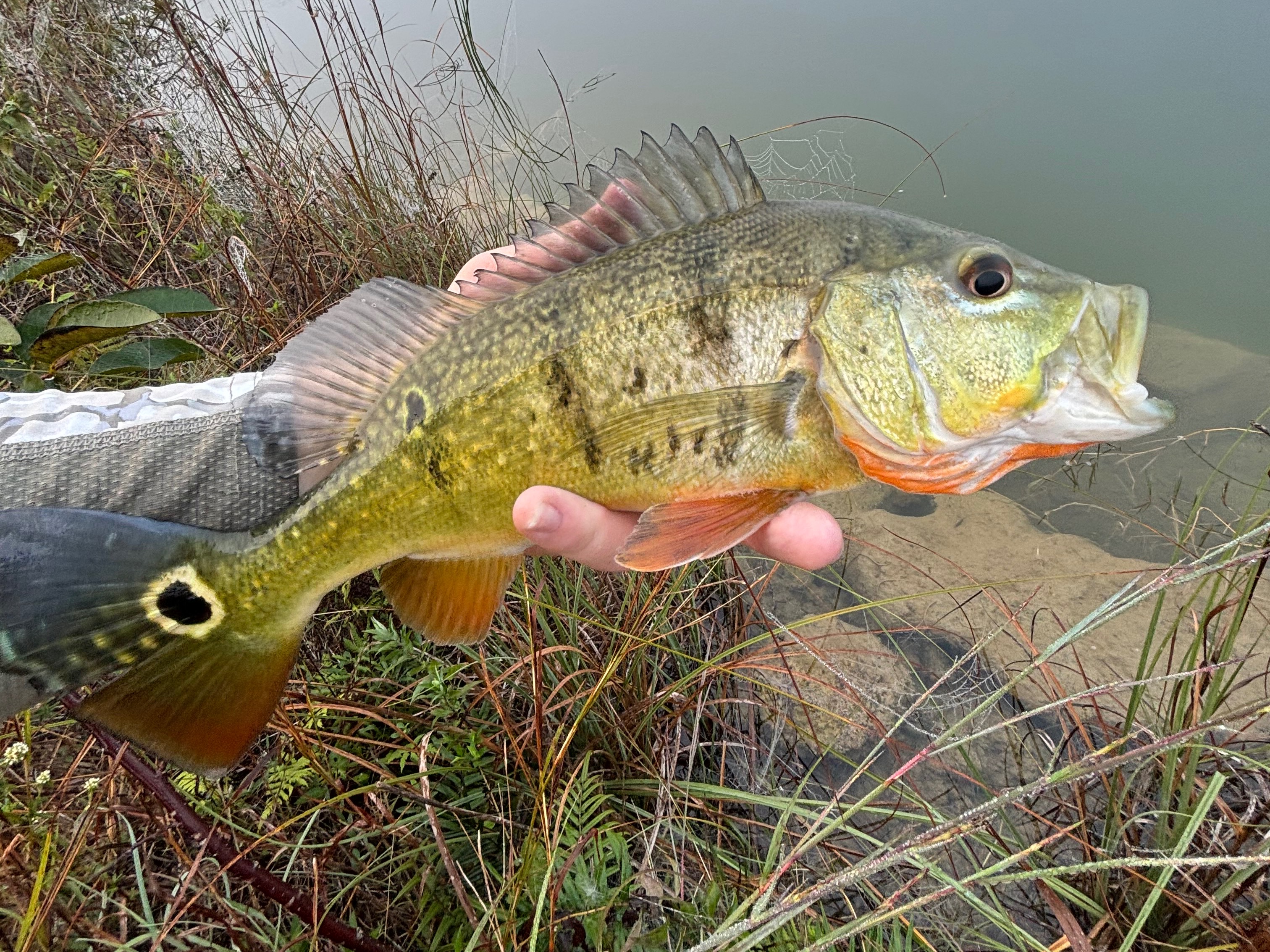 Carson Forrester fishing report for Naples in Florida
