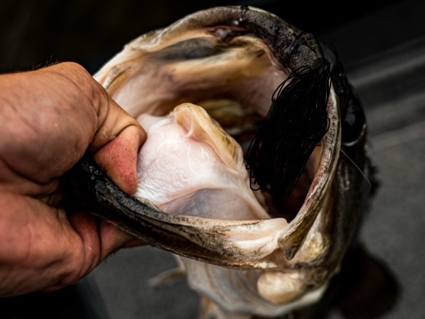 Jack York fishing report for Lake Fork in Texas