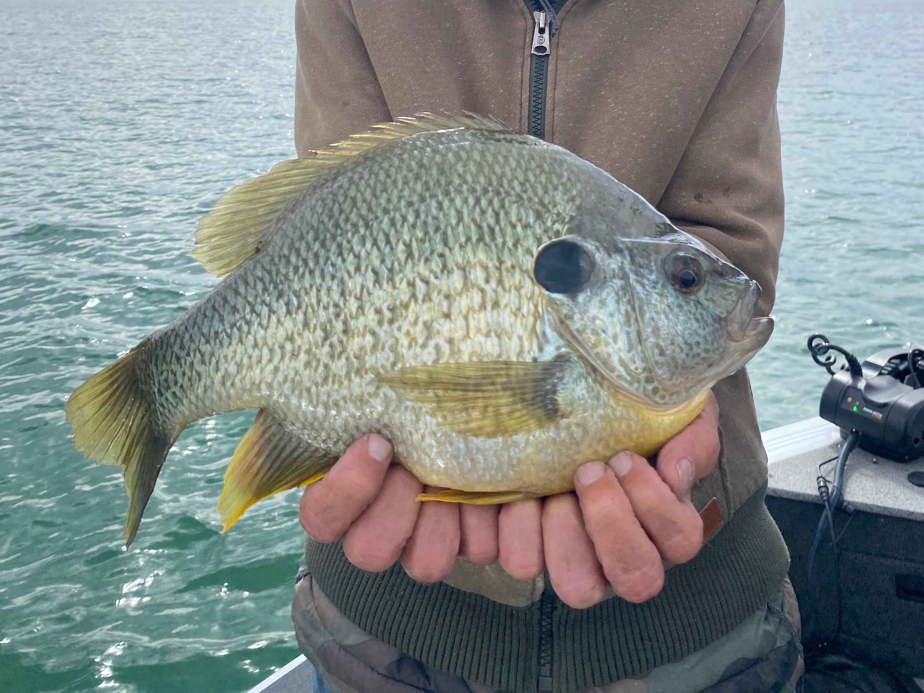 Nick Young fishing report for Lake Havasu City in Arizona