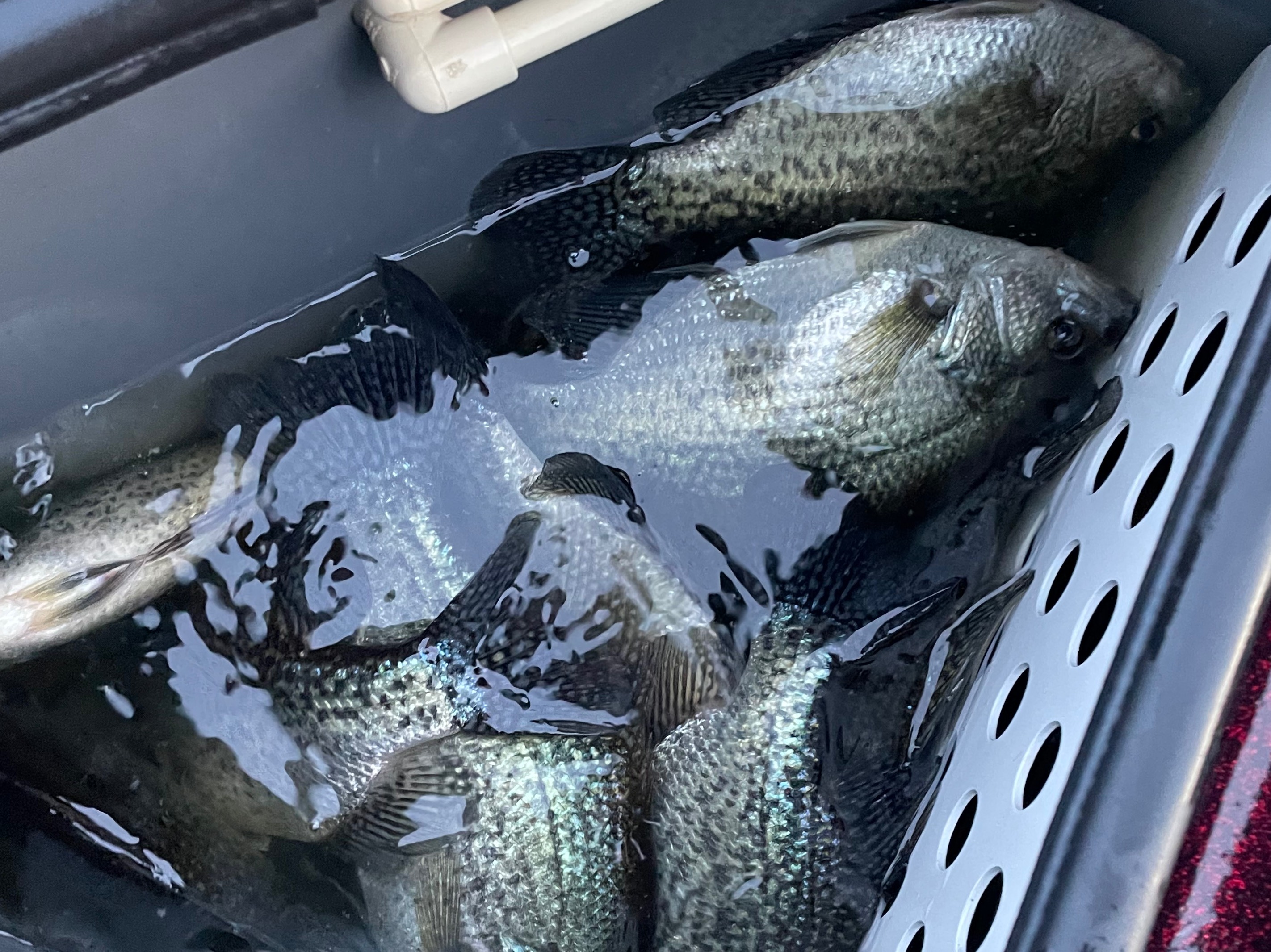 Benjamin Burke fishing report for Texas