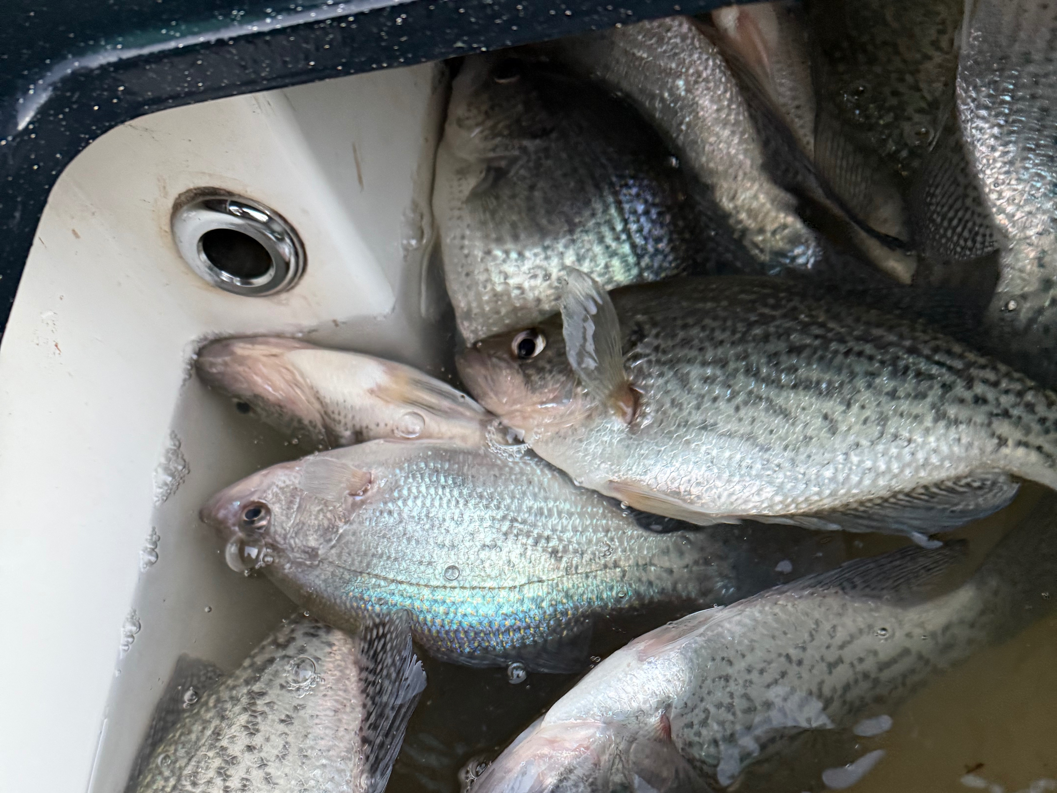 Mark Scott fishing report for Weiss Lake in Alabama