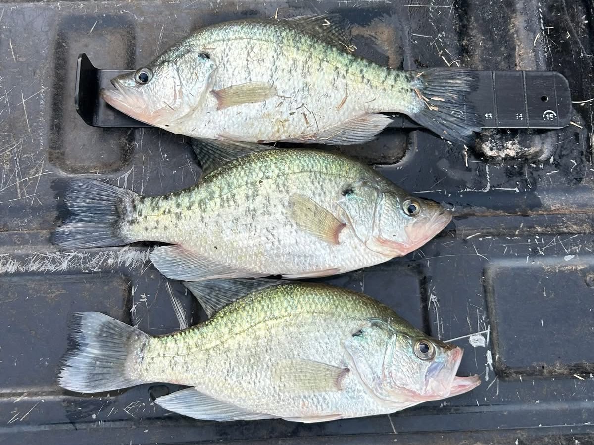 Kyle Brandstatt fishing report for Fuqua Lake in undefined