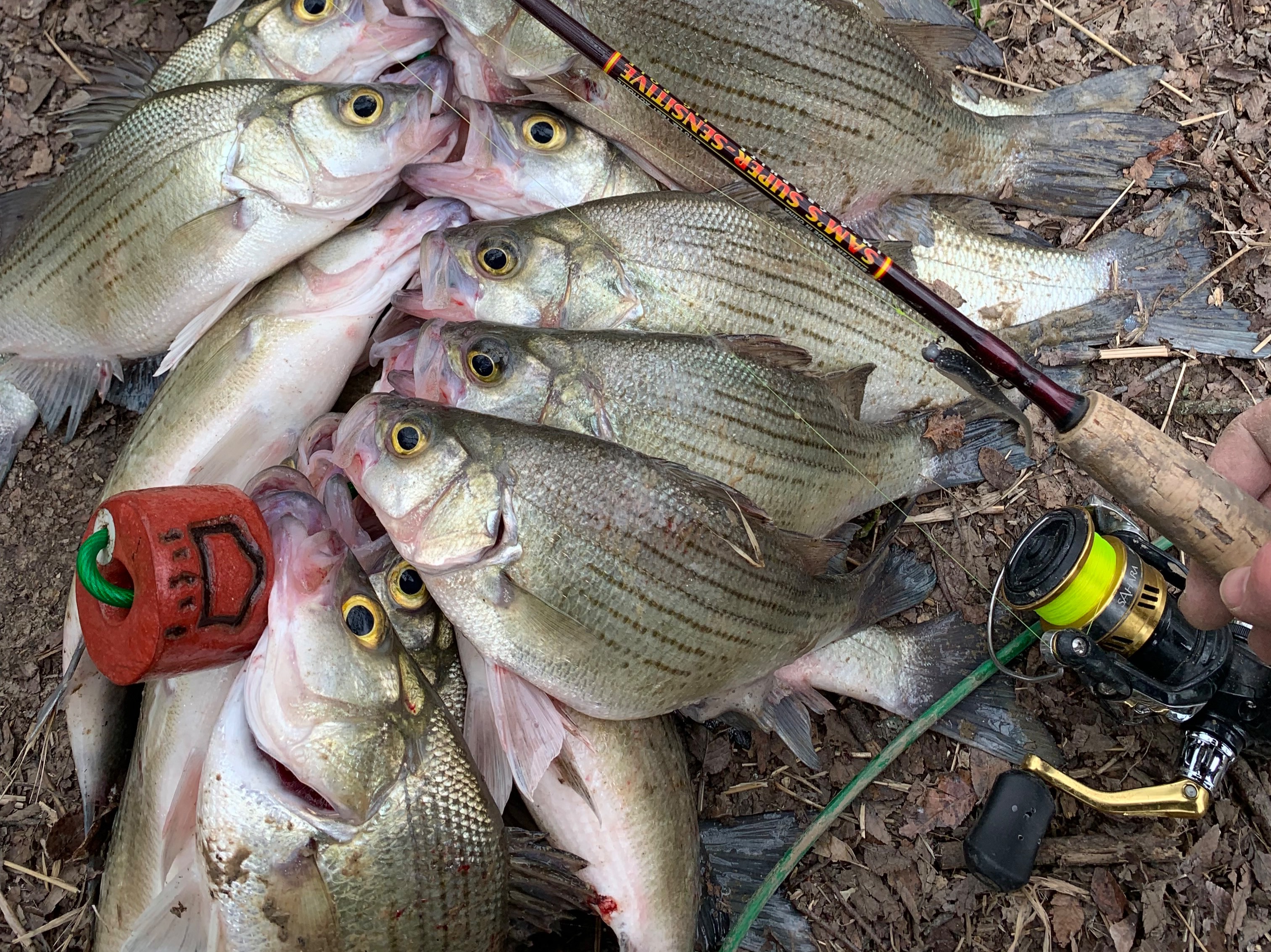 anthony ruyle fishing report for ALL DFW LAKES  in undefined