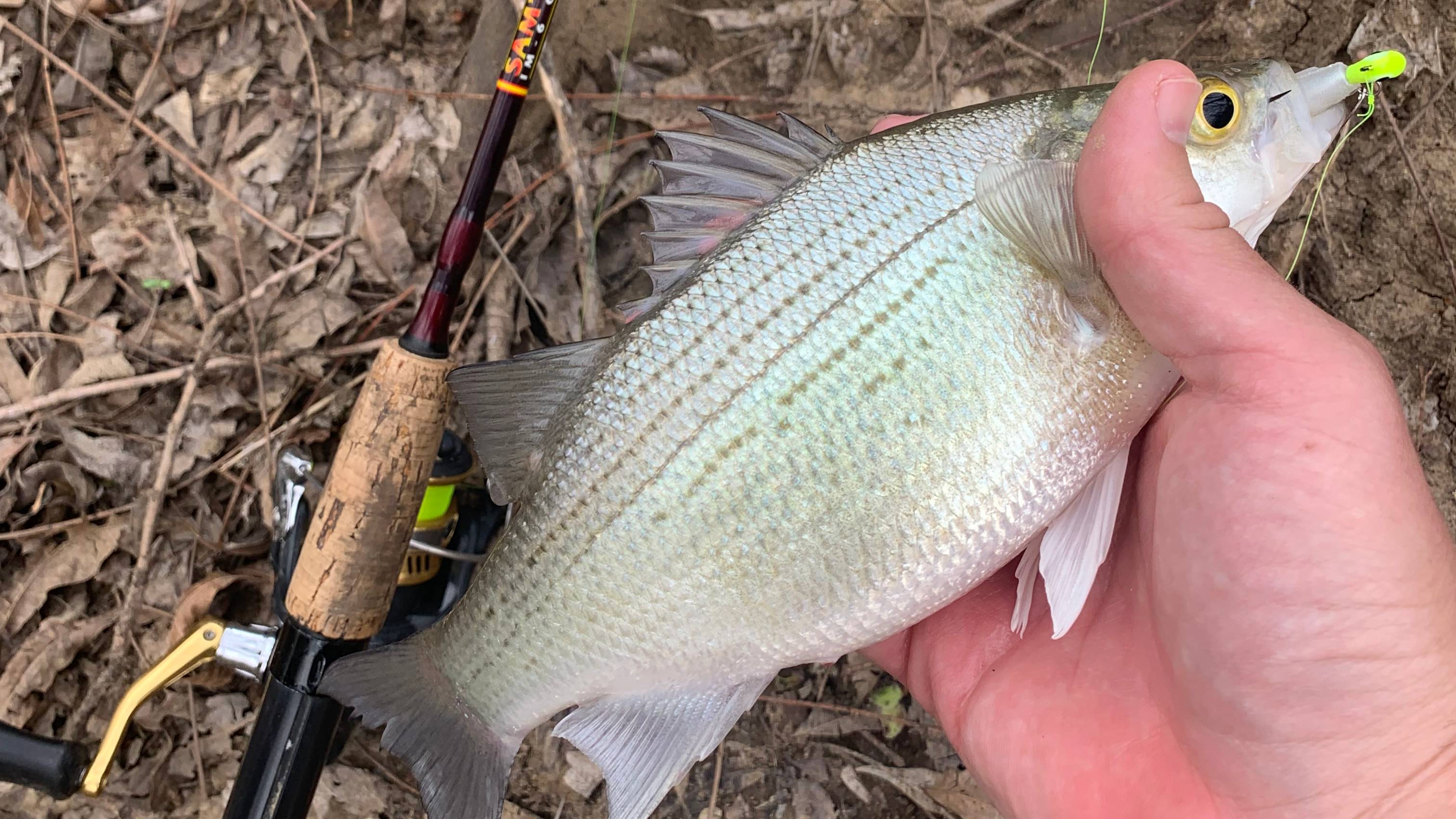 DFW White Bass/Crappie detailed report