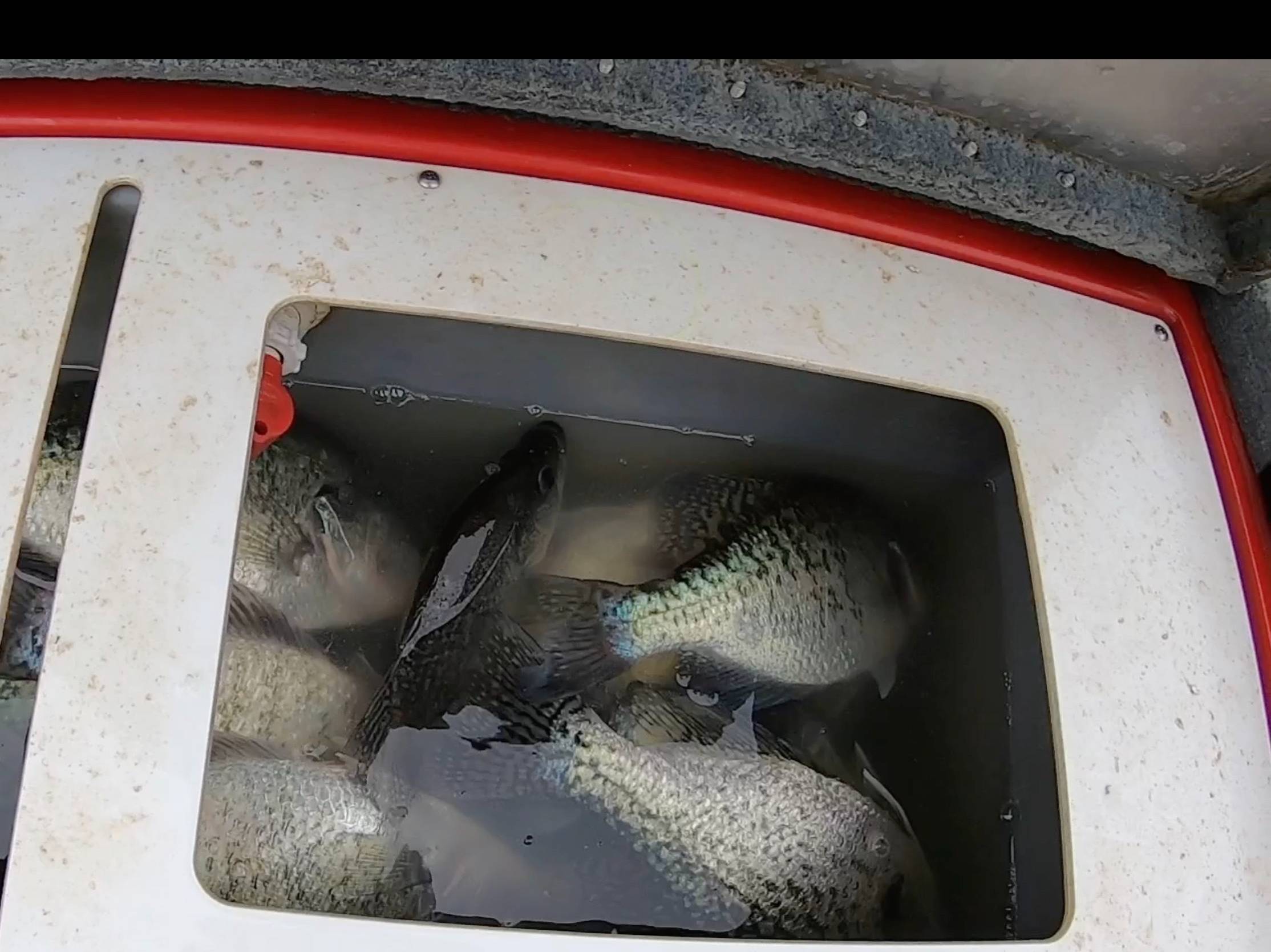 anthony ruyle fishing report for Cedar Creek Reservoir in Texas