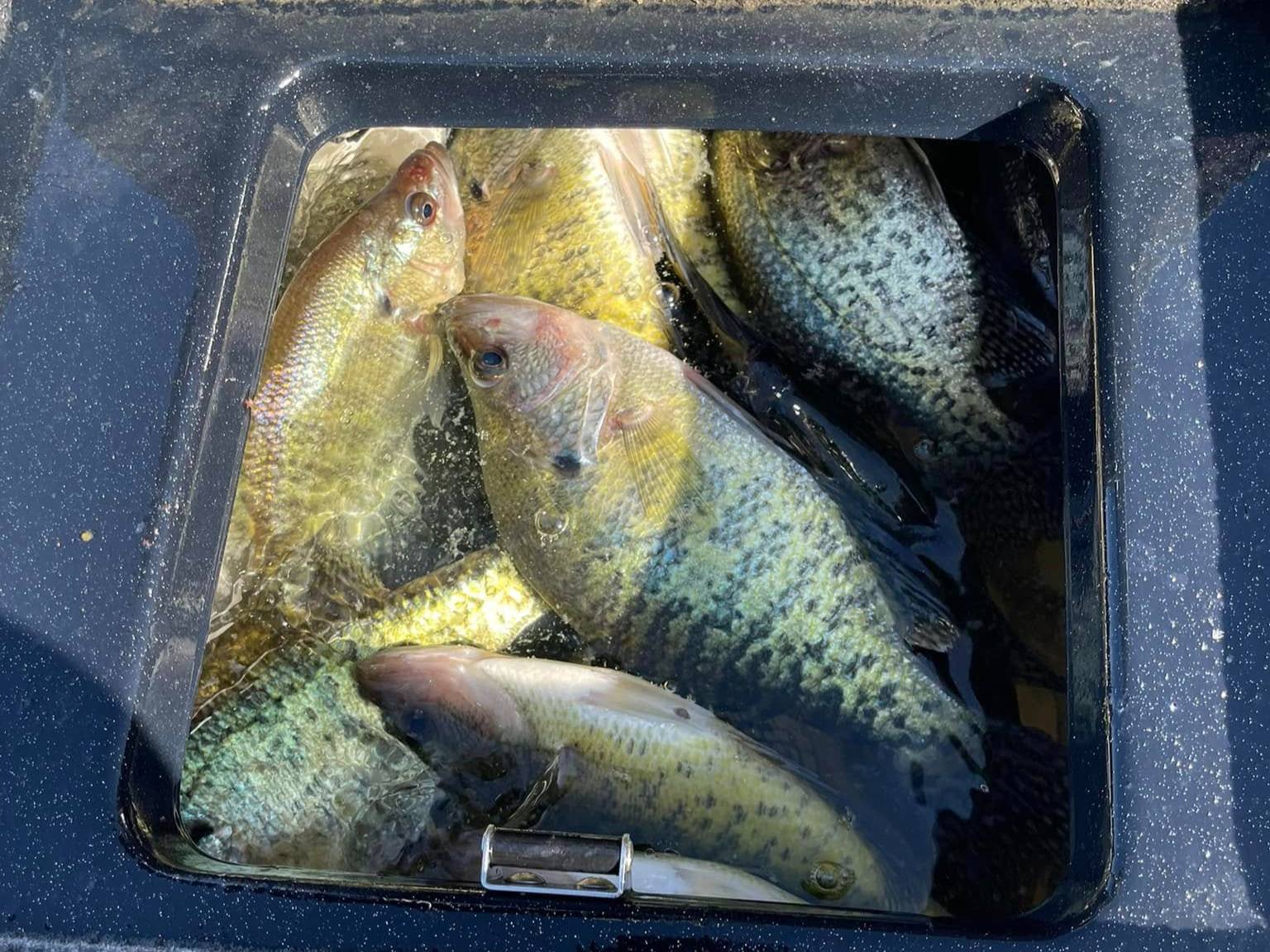 Jamey Black fishing report for Lake Hamilton in Arkansas