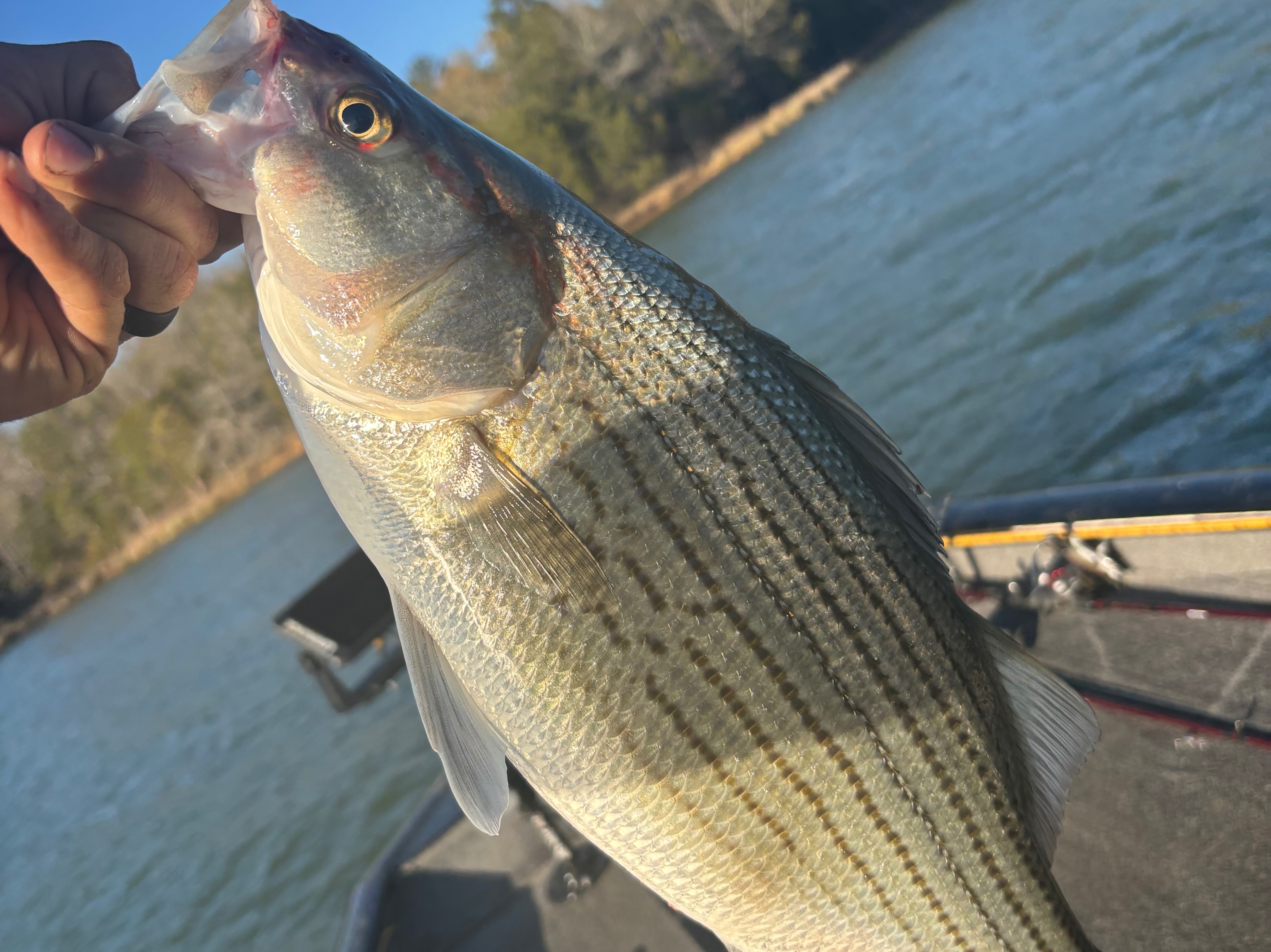 Colt  Parker fishing report for Lake Russell in Georgia