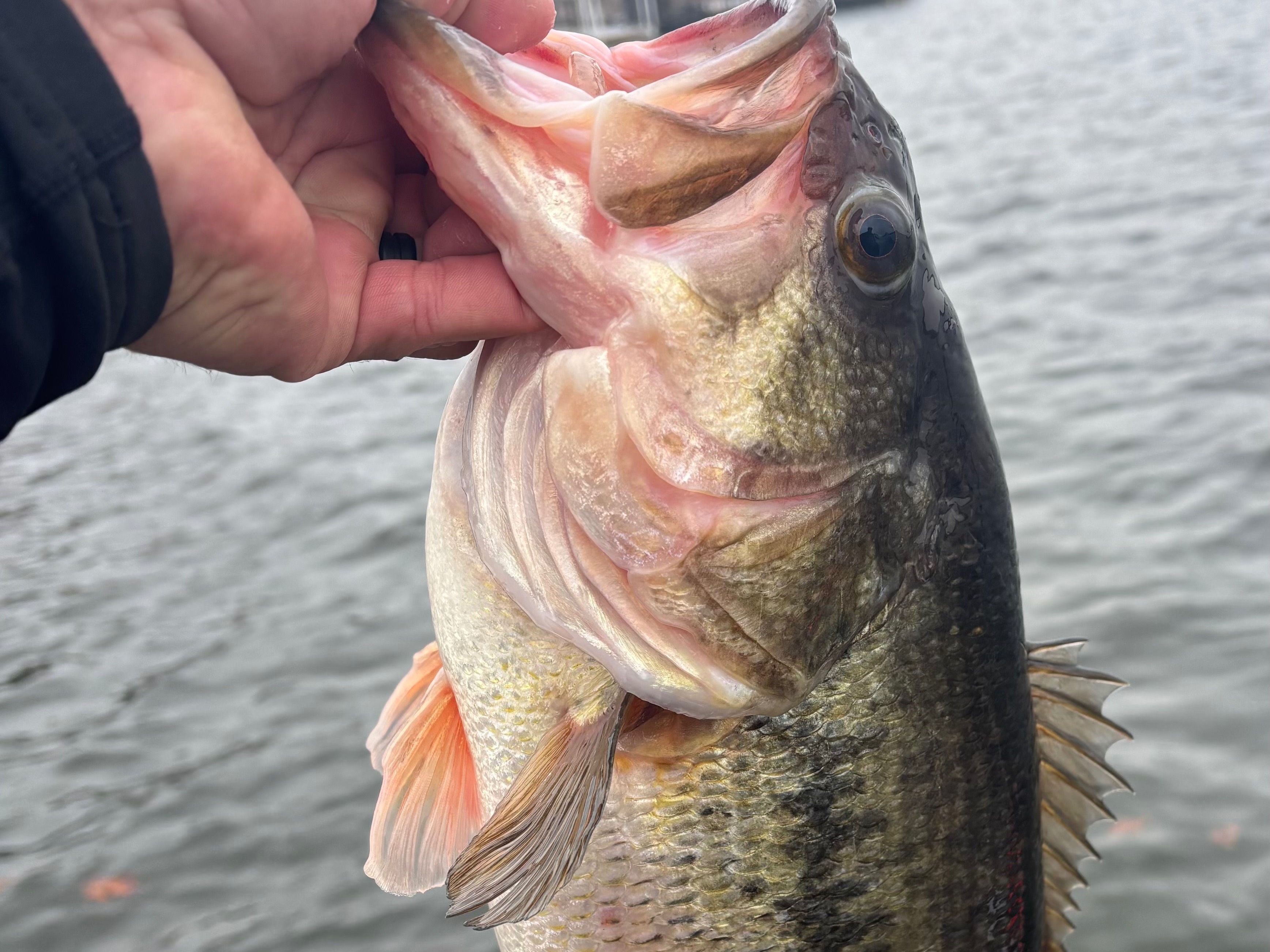 Andy Littlejohn fishing report for Grand Lake O' the Cherokees in Oklahoma