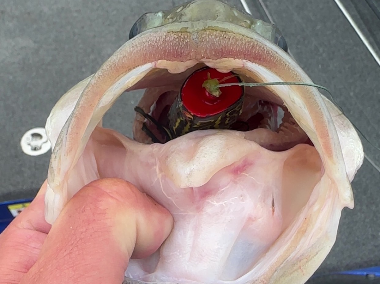 Devin Mobbs fishing report for Lake Guntersville in Alabama